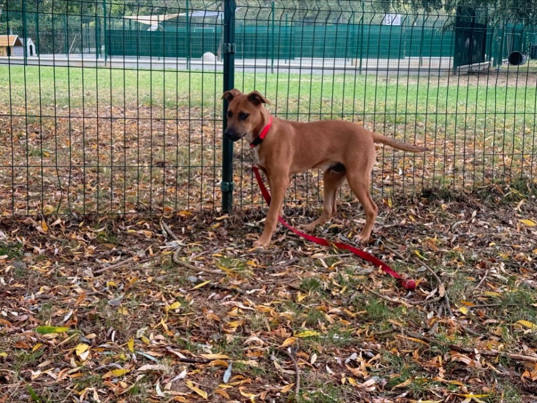 Itada - Chien à adopter - photo 3