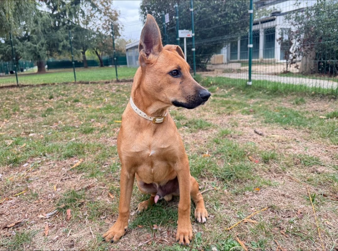 Kimasu - Chien à adopter