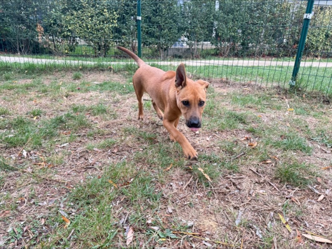 Kimasu - Chien à adopter - photo 3