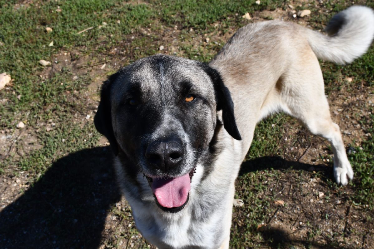 Lomy - Chien Berger d'Anatolie à adopter