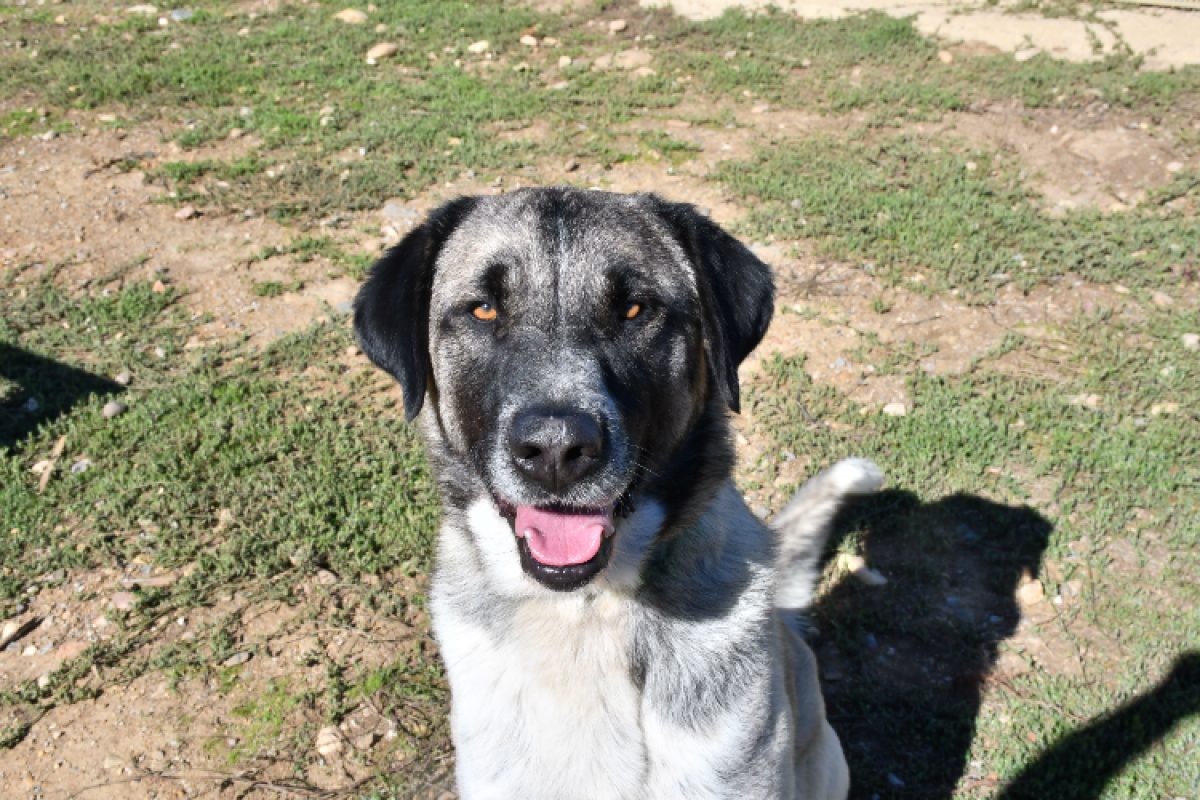 Lomy - Chien Berger d'Anatolie à adopter - photo 2