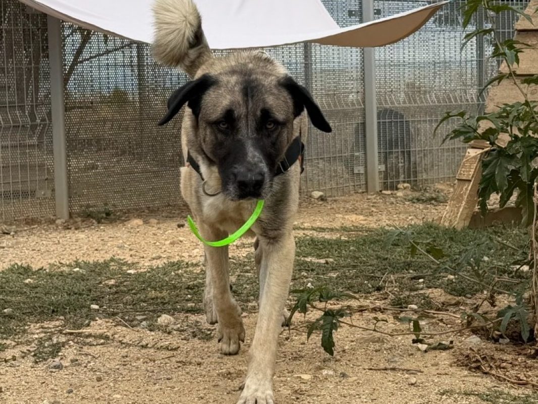 Lomy - Chien Berger d'Anatolie à adopter - photo 3