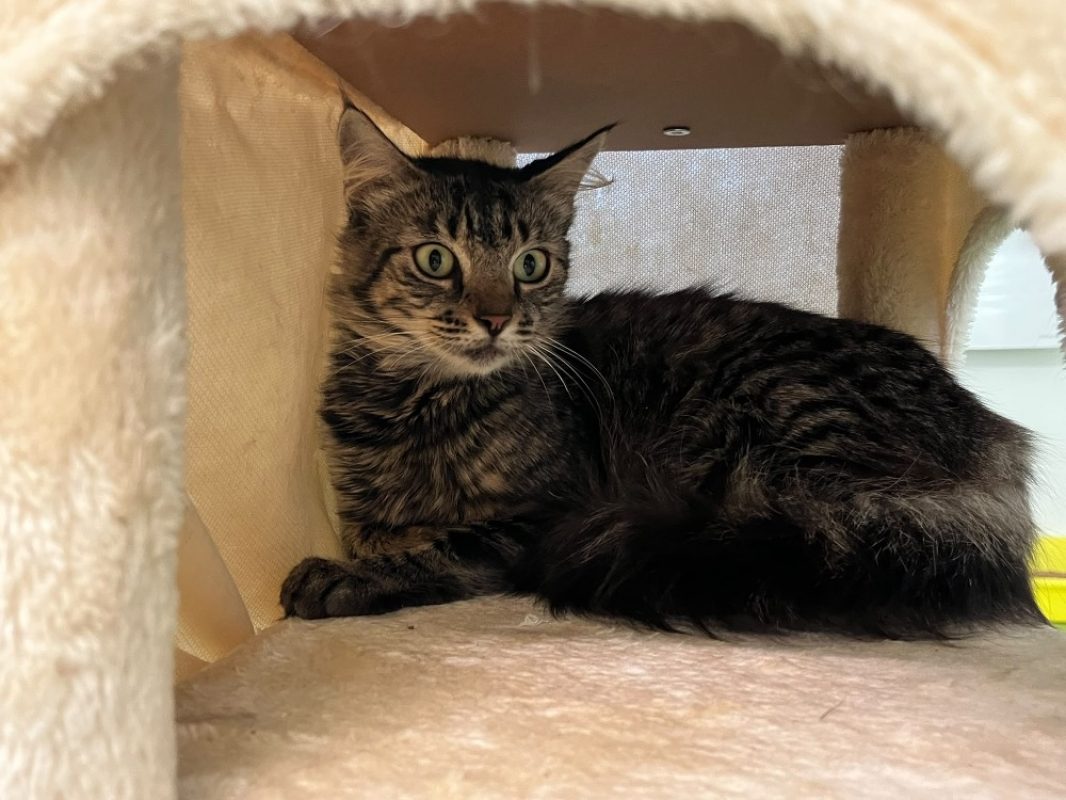Sheila - Chat Européen à adopter