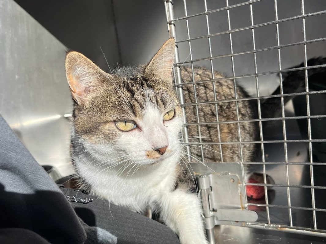 Hubert - Chat Européen à adopter