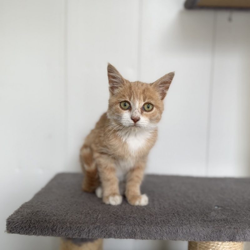 Banoffee - Chat Européen à adopter