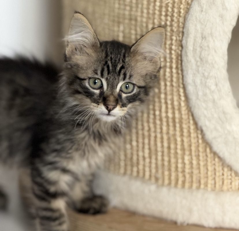 Behemoth - Chat Européen à adopter