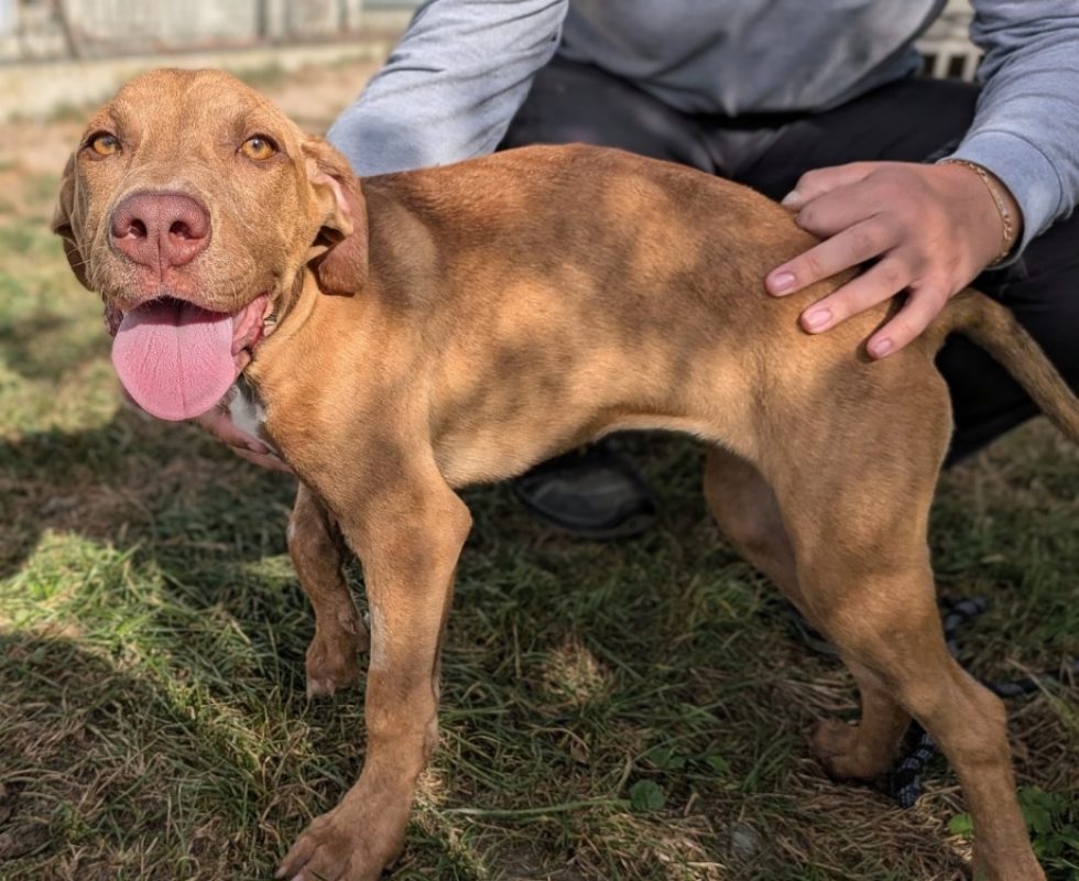 Comete - Chien à adopter