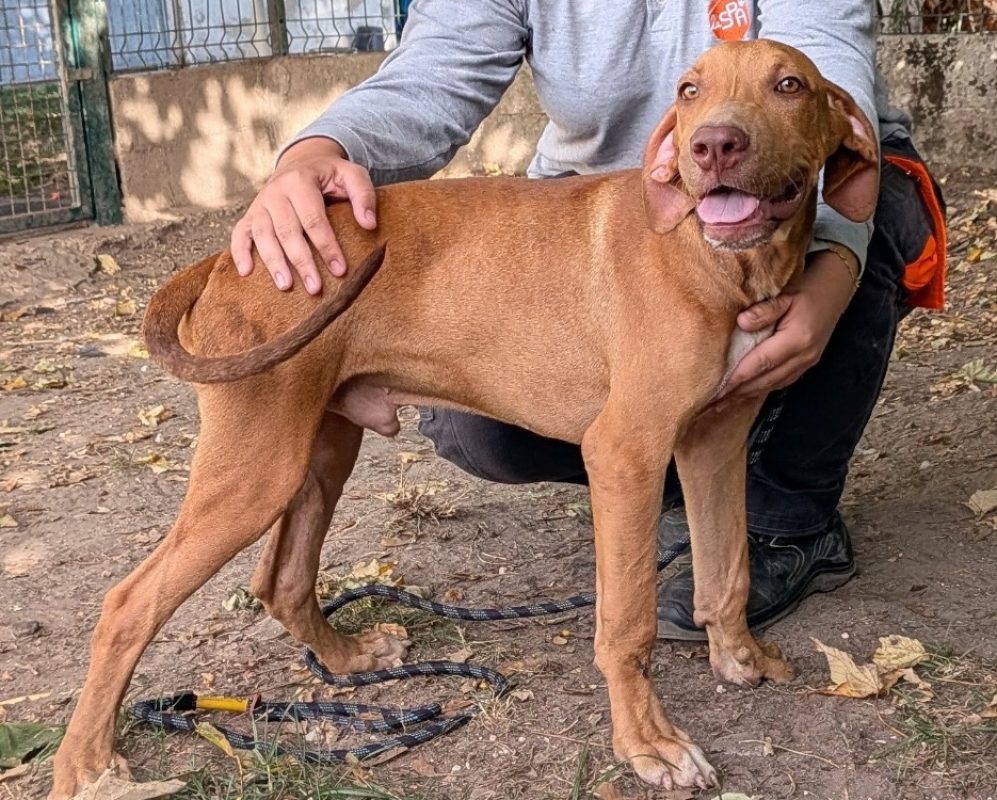 Cassio - Chien à adopter