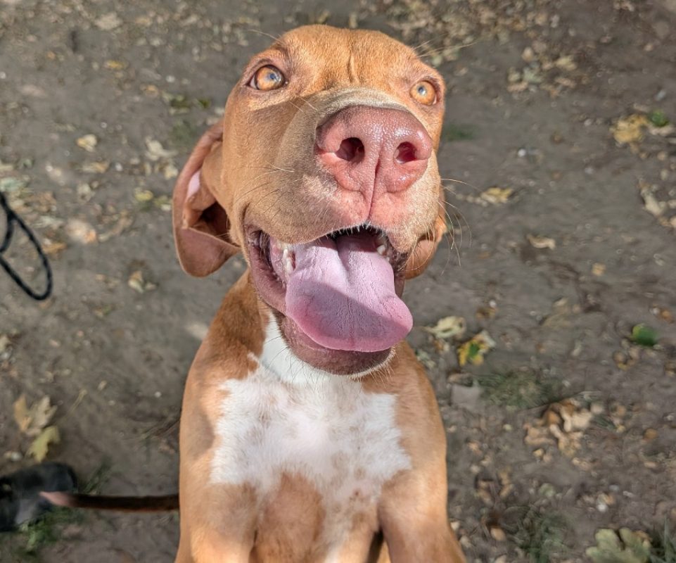 Cassio - Chien à adopter - photo 2