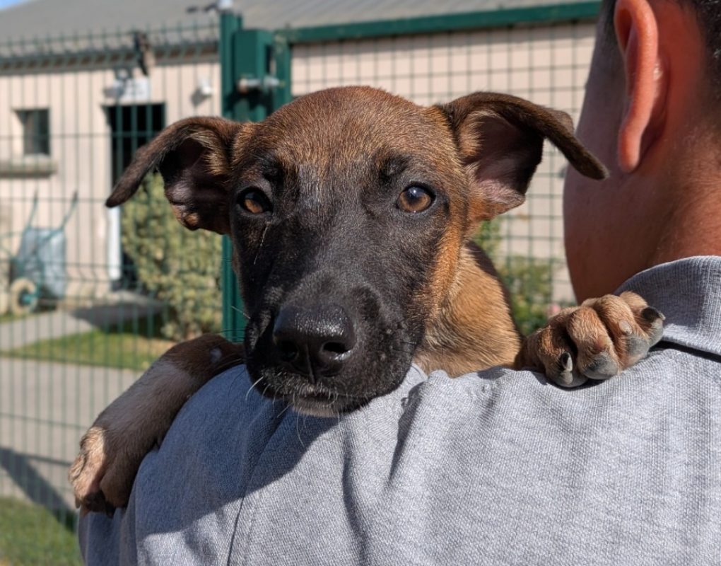 Philadelphie - Chien à adopter