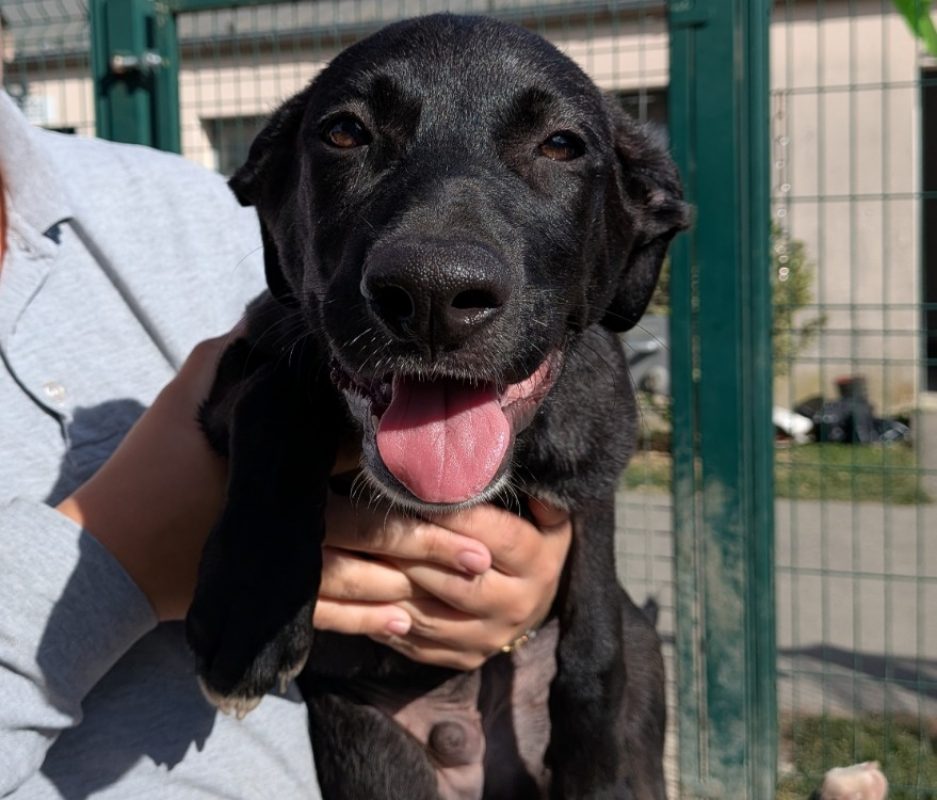 Tok - Chien à adopter