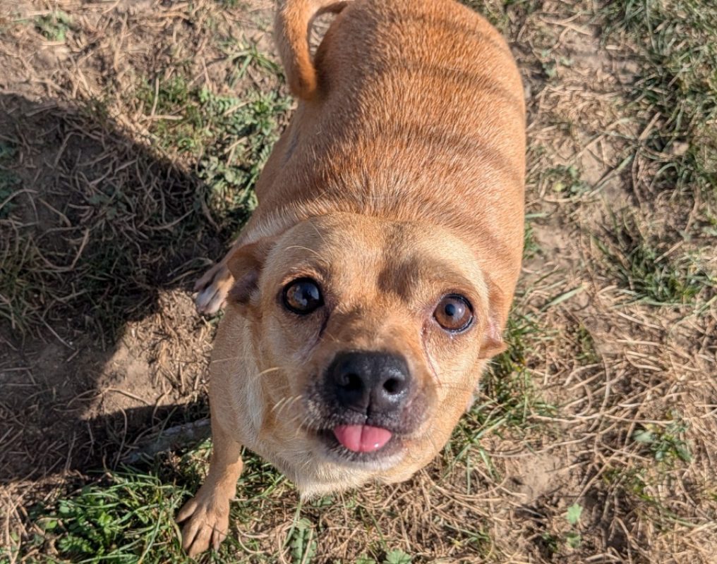 Joel - Chien à adopter