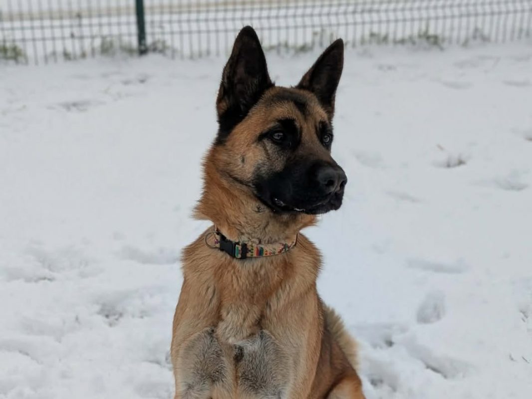 Wolf - Chien Berger Belge Malinois à adopter - photo 2