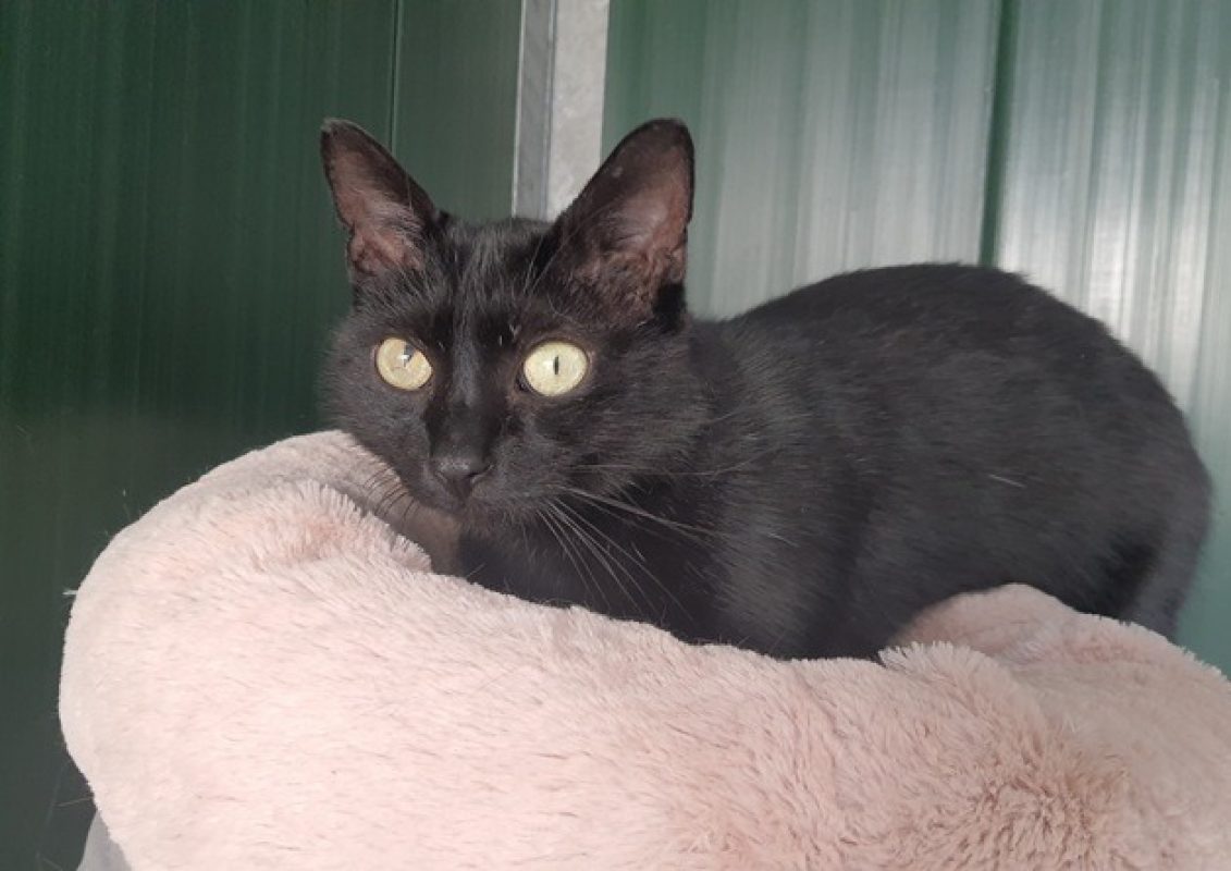 Seoul - Chat Européen à adopter