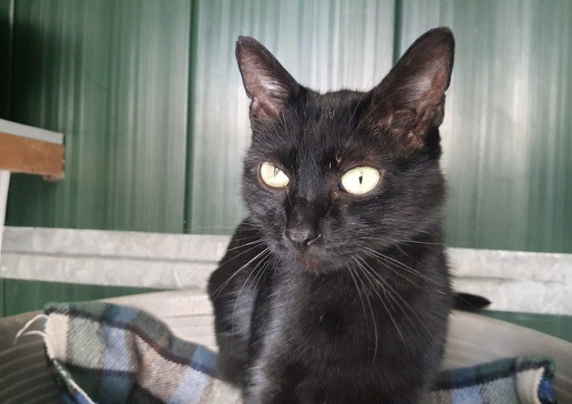 Seoul - Chat Européen à adopter - photo 2