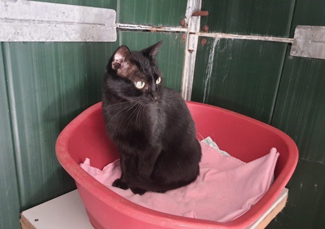 Seoul - Chat Européen à adopter - photo 3