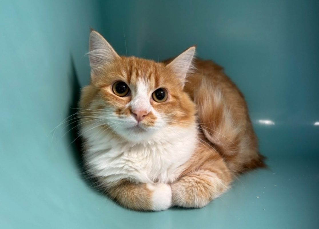Roxy - Chat Européen à adopter