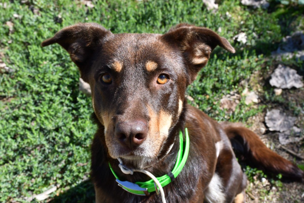 Ava - Chien à adopter