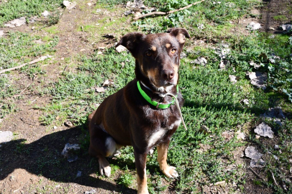 Ava - Chien à adopter - photo 2