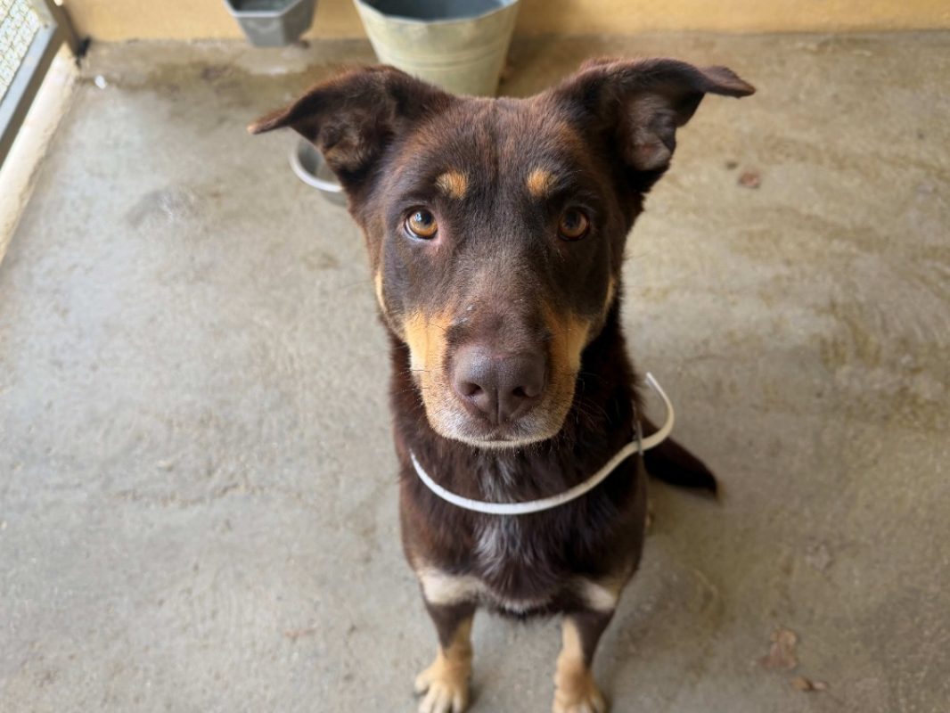 Ava - Chien à adopter - photo 3