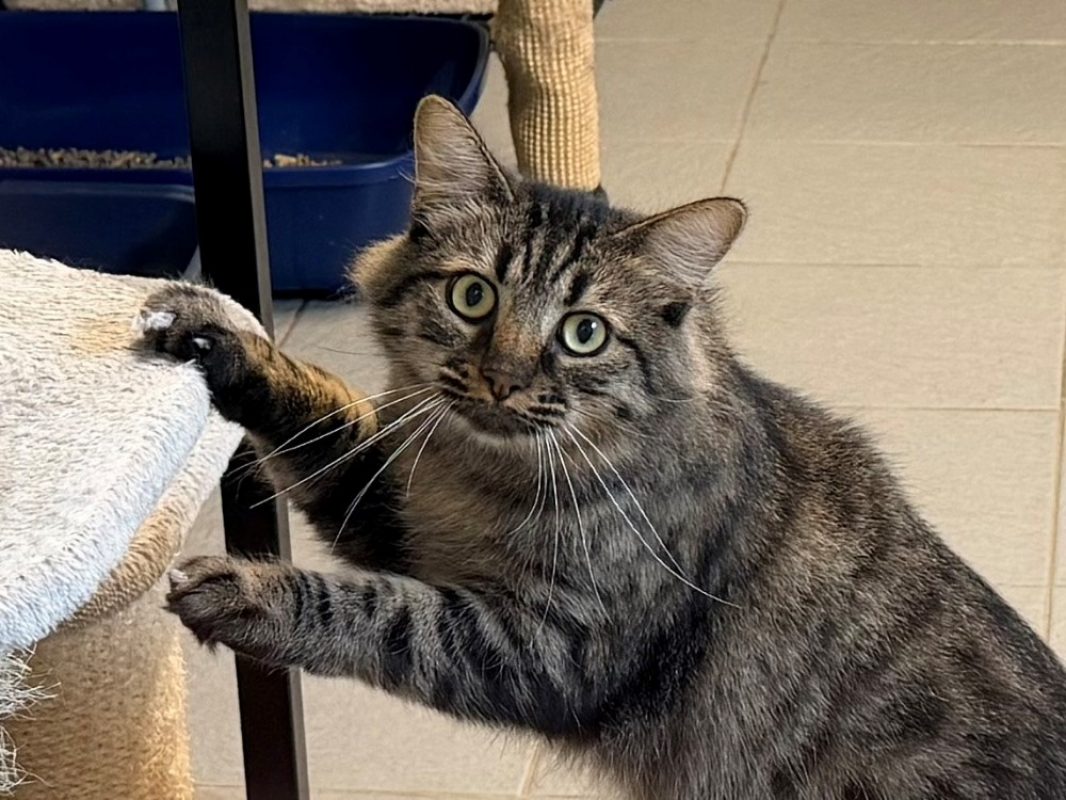Kunda - Chat Européen à adopter