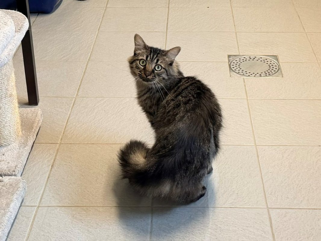 Kunda - Chat Européen à adopter - photo 2