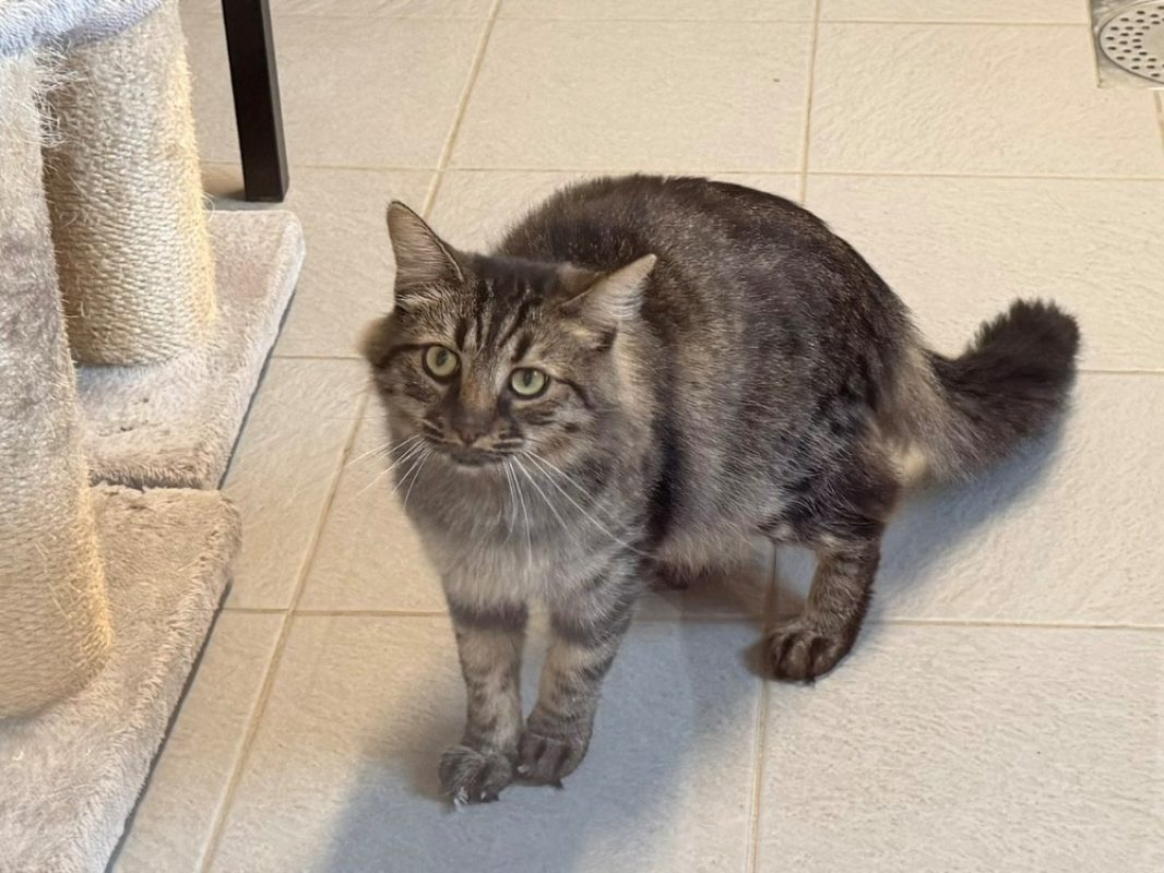 Kunda - Chat Européen à adopter - photo 3