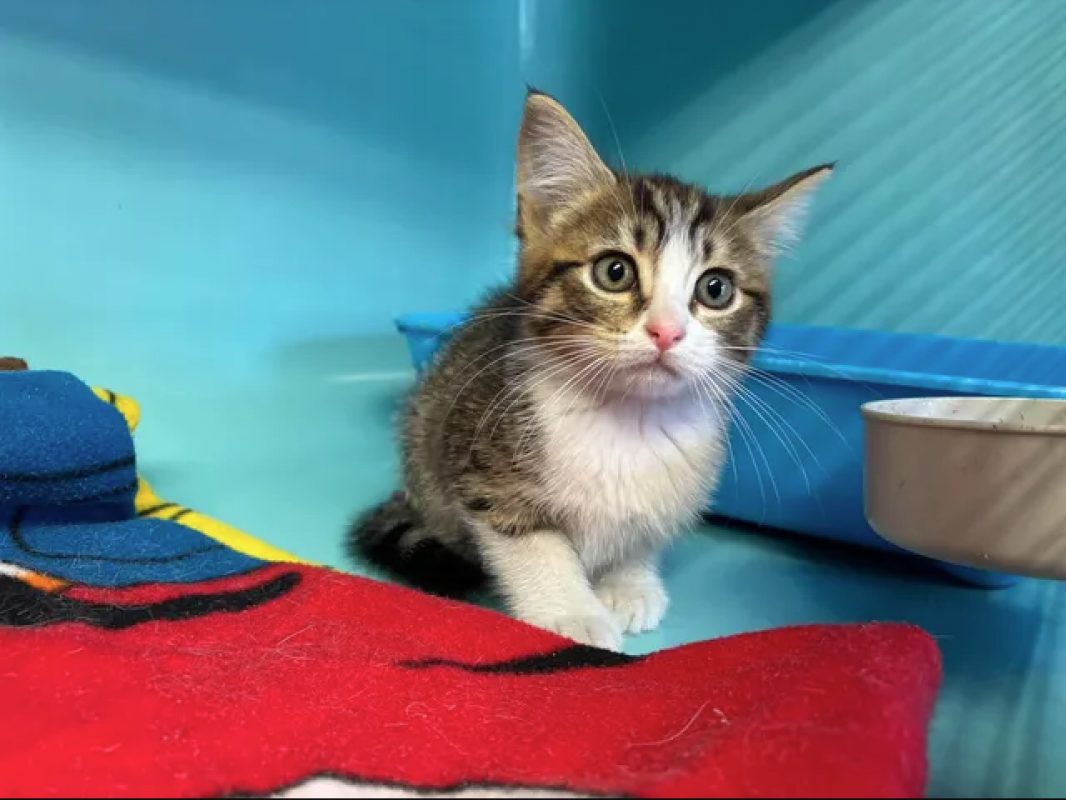 Picasso - Chat Européen à adopter