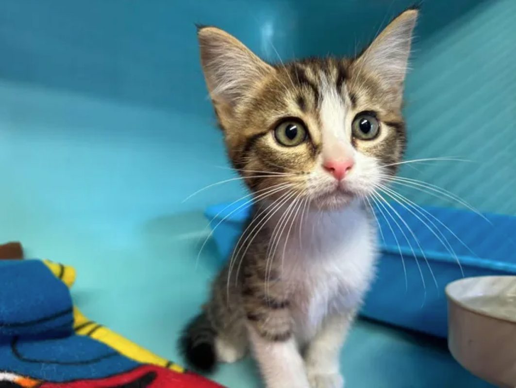 Picasso - Chat Européen à adopter - photo 2