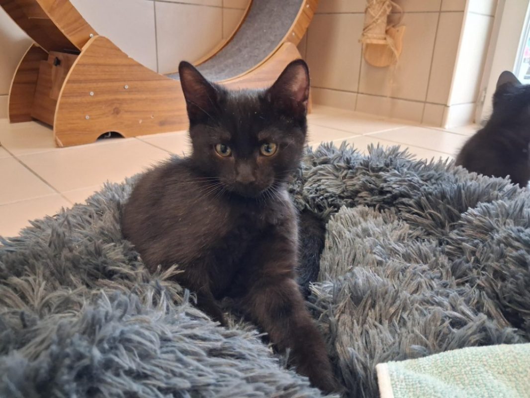 Minuit - Chat Européen à adopter