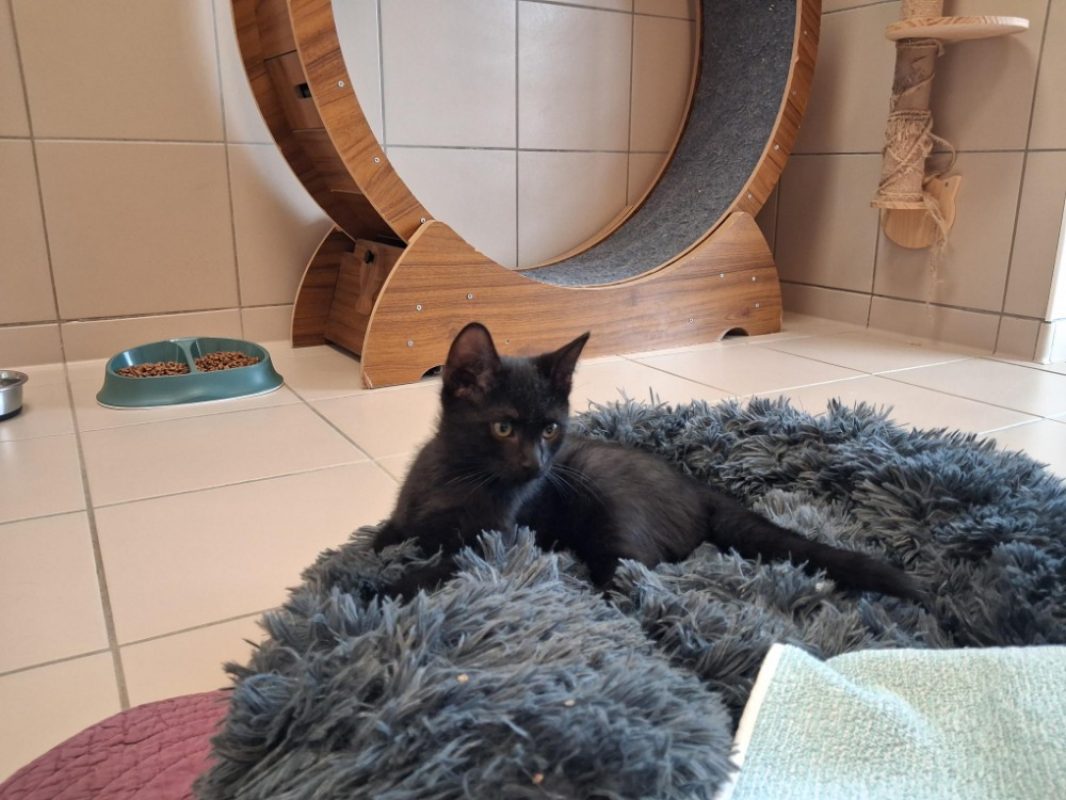 Minuit - Chat Européen à adopter - photo 2