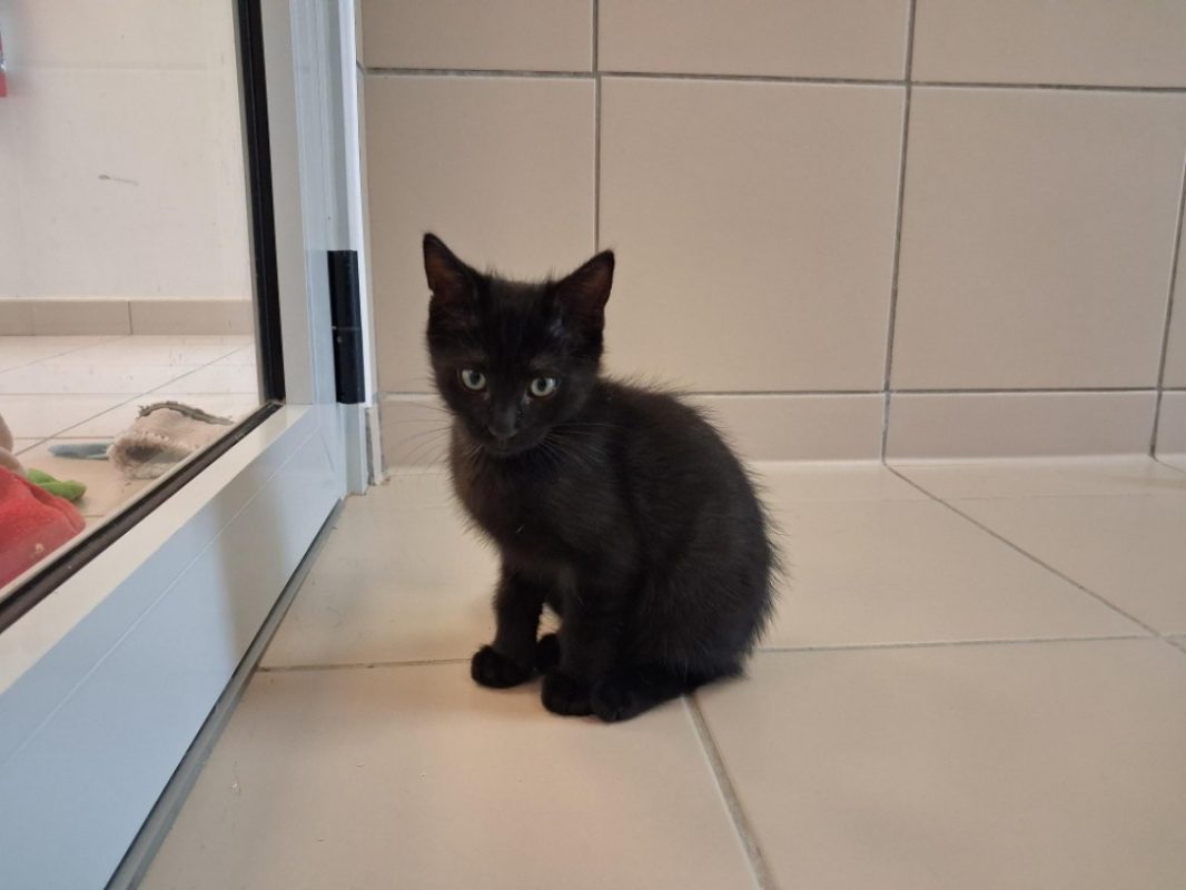 Nox - Chat Européen à adopter