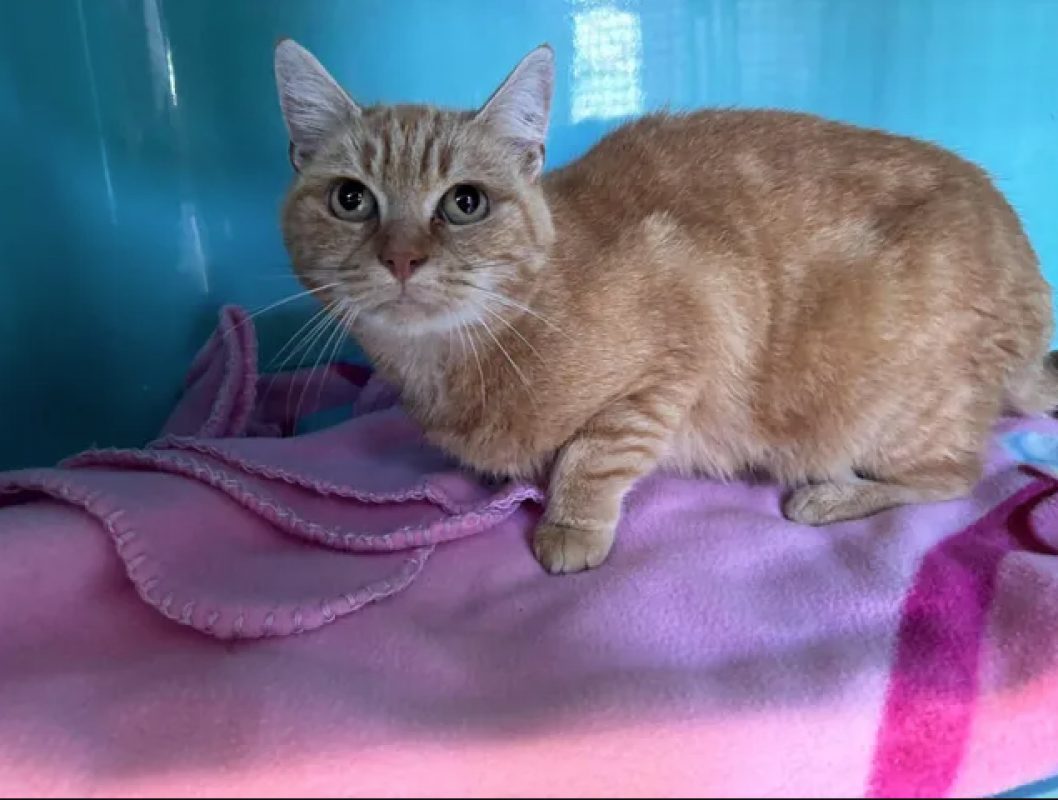 Augustine - Chat Européen à adopter