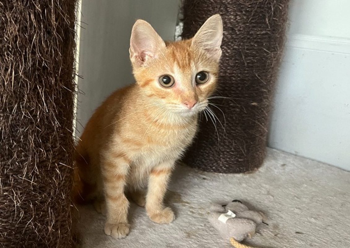 Tyson - Chat Européen à adopter