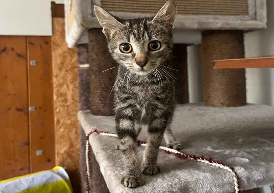 Tylia - Chat Européen à adopter