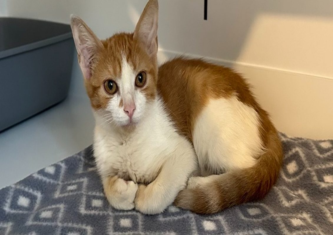 Solal - Chat Européen à adopter