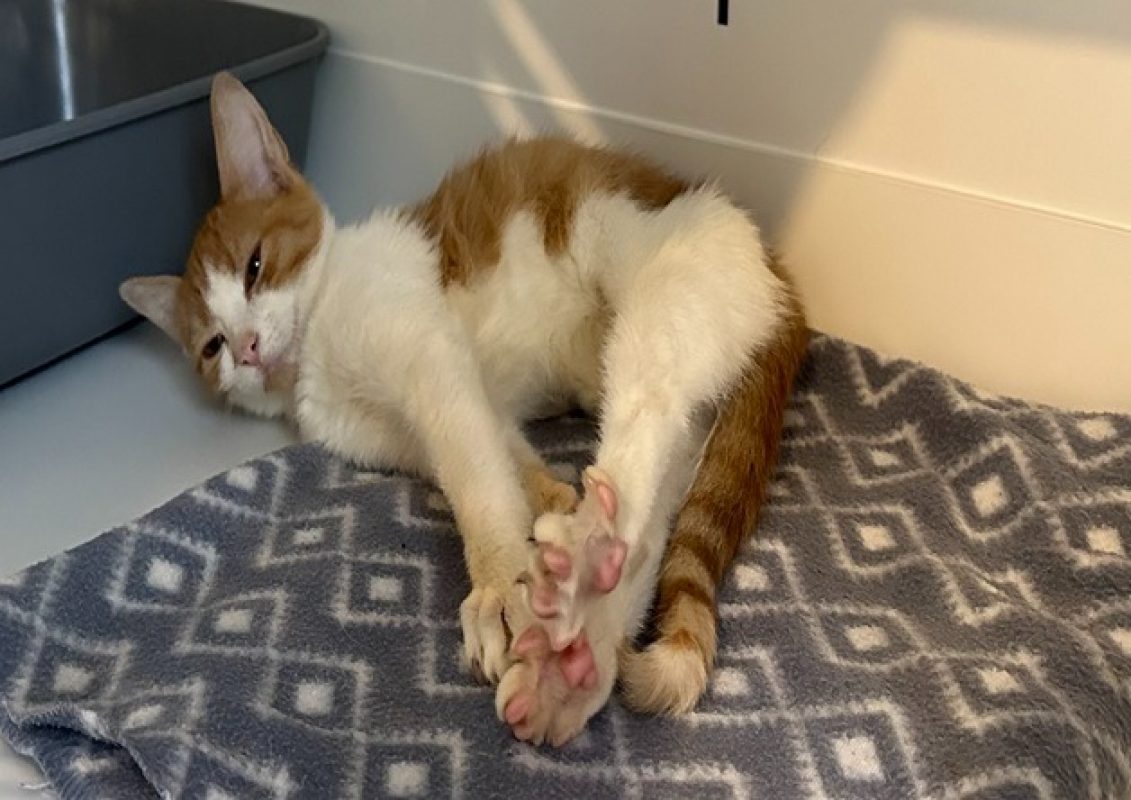 Solal - Chat Européen à adopter - photo 2