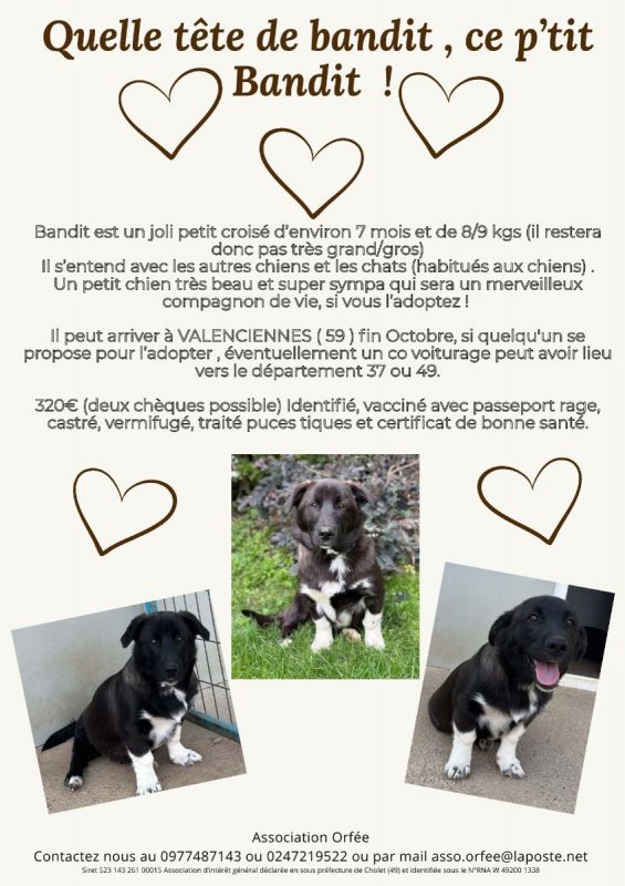 Bandit et Socks - A adopter séparément - Chien à adopter