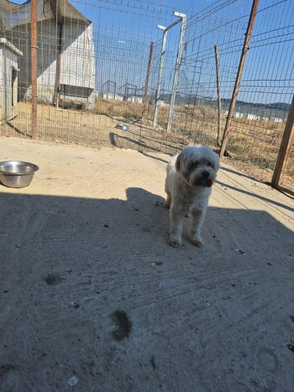 popi - Chien Bichon Havanais à adopter - photo 2