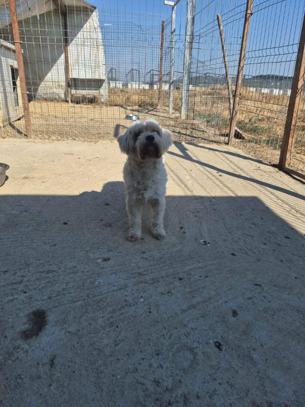 popi - Chien Bichon Havanais à adopter - photo 3