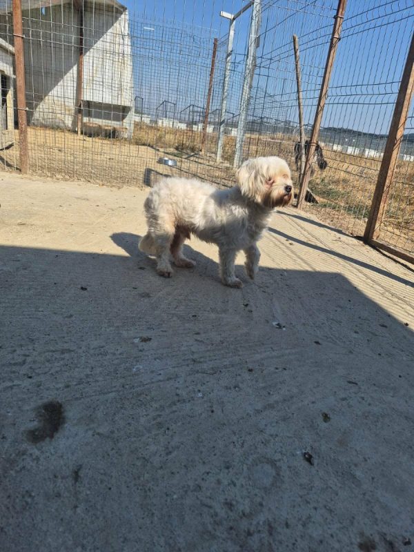 popi - Chien Bichon Havanais à adopter
