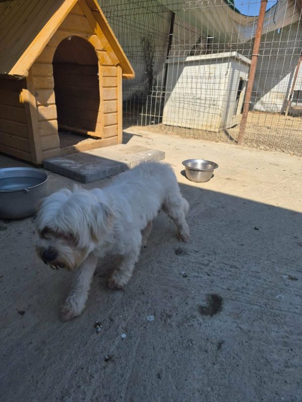 popi - Chien Bichon Havanais à adopter - photo 4