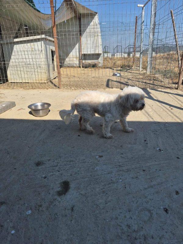 popi - Chien Bichon Havanais à adopter - photo 5