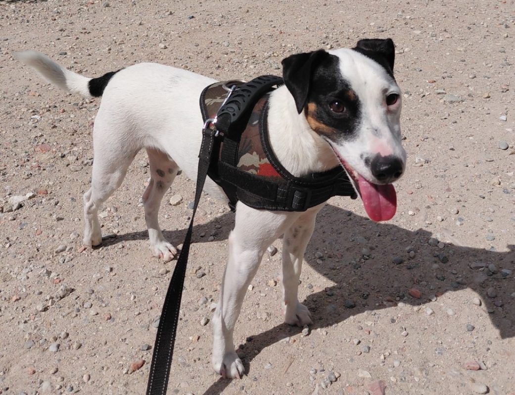Ouspy - Chien à adopter