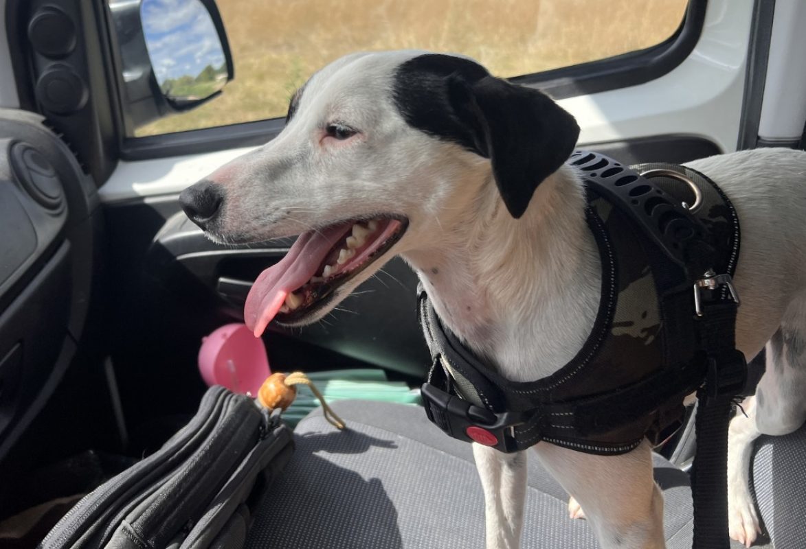 Ouspy - Chien à adopter - photo 2