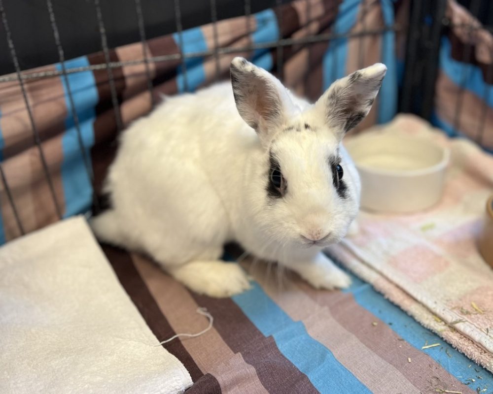 Tanin - Rongeur Lapin à adopter