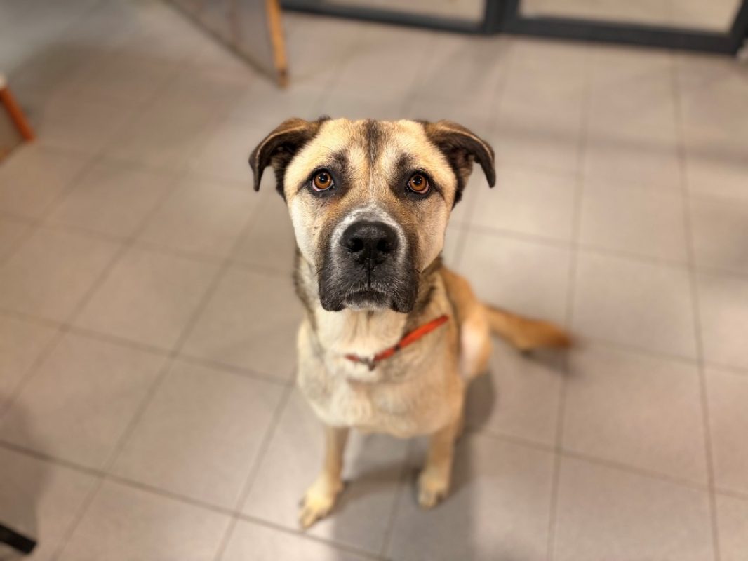 Vayana - Chien à adopter