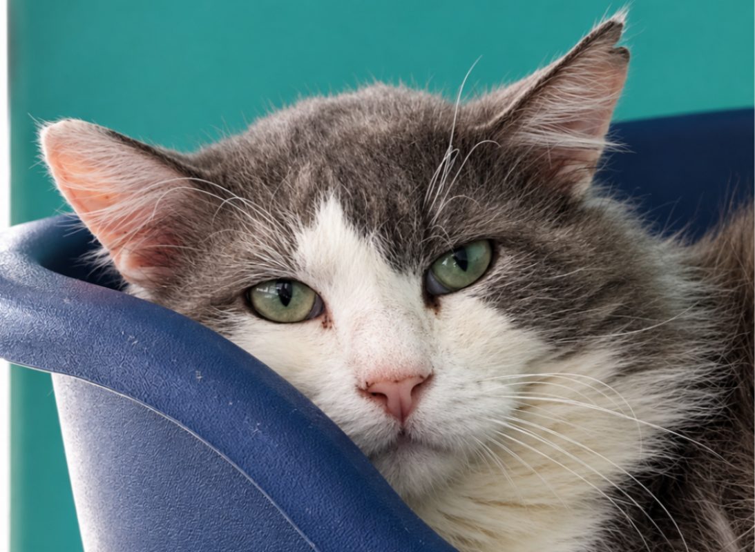 Relique - Chat à adopter