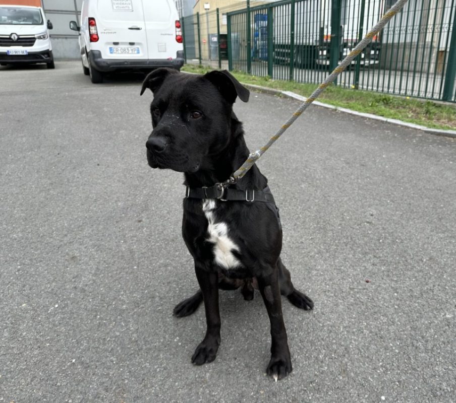 Montfrin - Chien à adopter