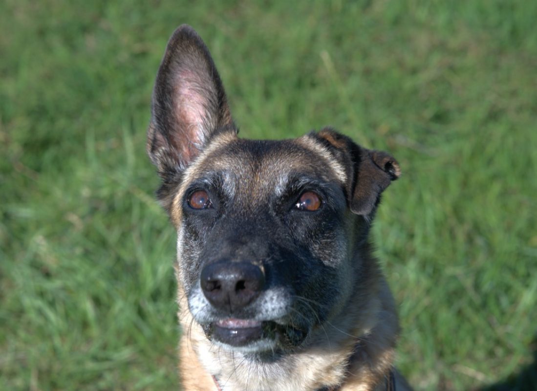 Veva - Chien Berger Belge Malinois à adopter